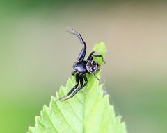Bassaniana floridana