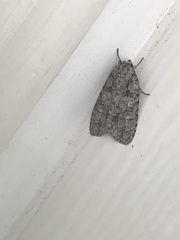 Acronicta retardata