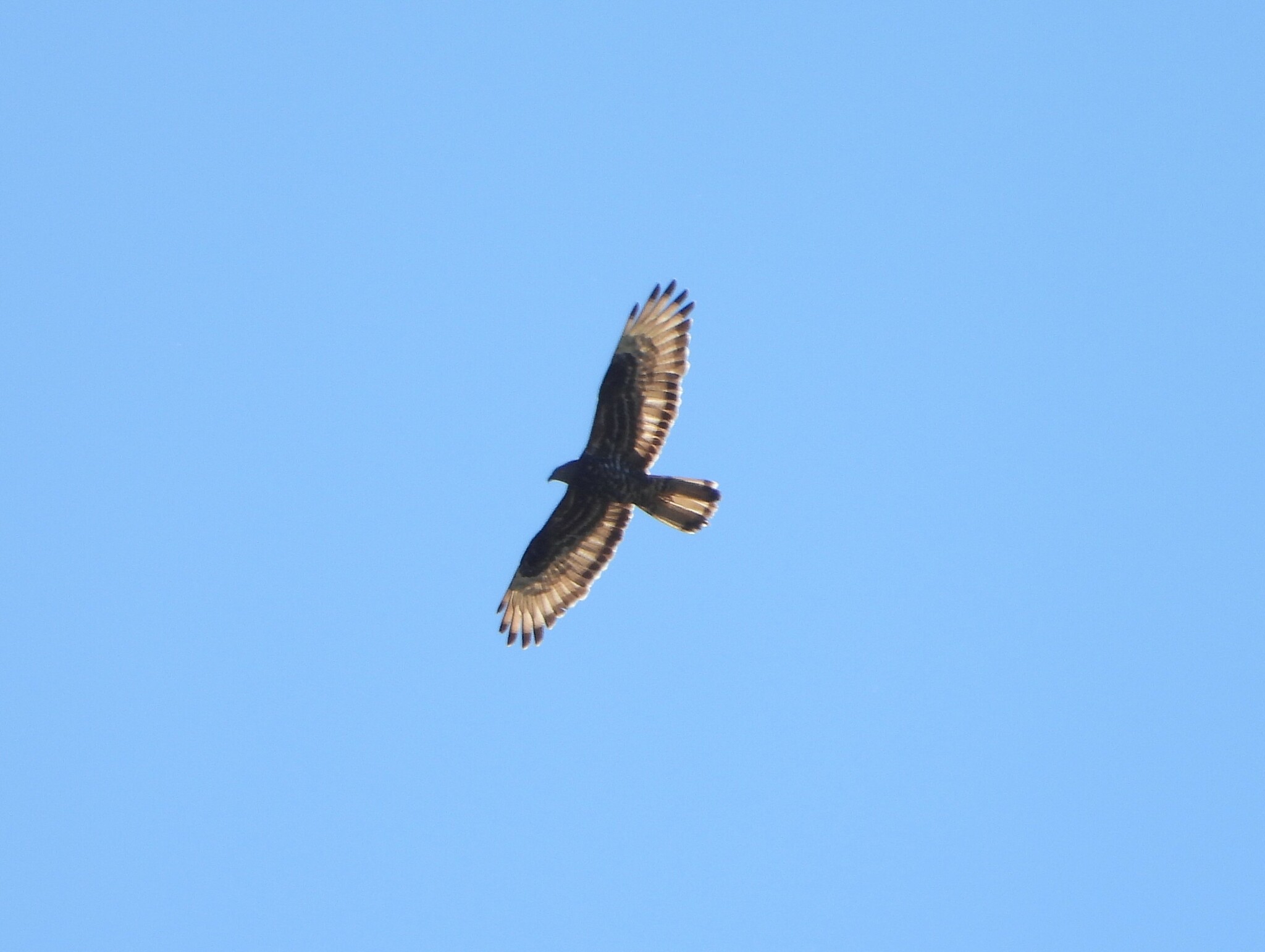European Honey Buzzard