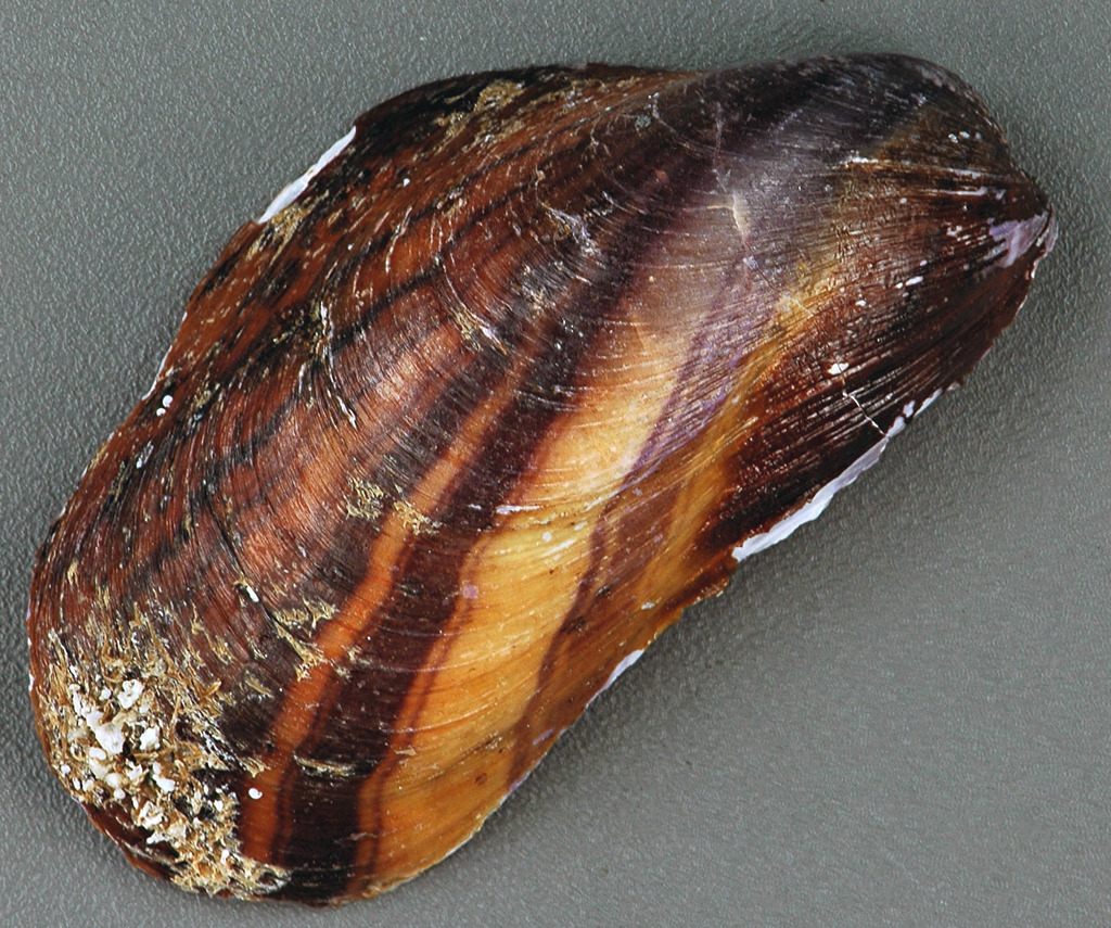 Photo of a Northern Horse Mussel