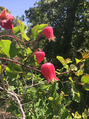 Clematis texensis