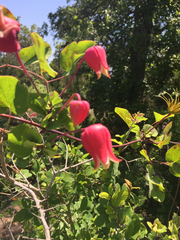 Clematis texensis