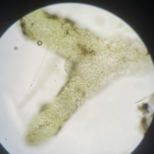 Chaetophora lobata observed 2024-07-04