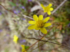 Crocidium multicaule