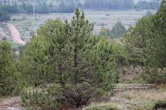 Pinus patula