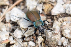Carabus regalis