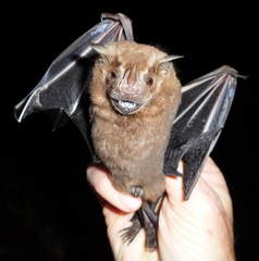 Artibeus lituratus