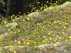 Crocidium multicaule