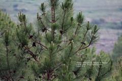 Pinus patula