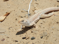 Dipsosaurus dorsalis dorsalis