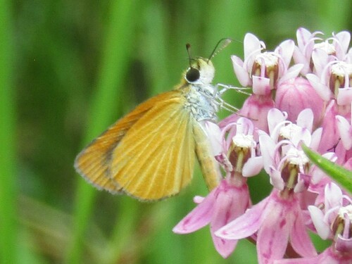 Least Skipper photo 3
