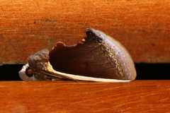 Gonodonta