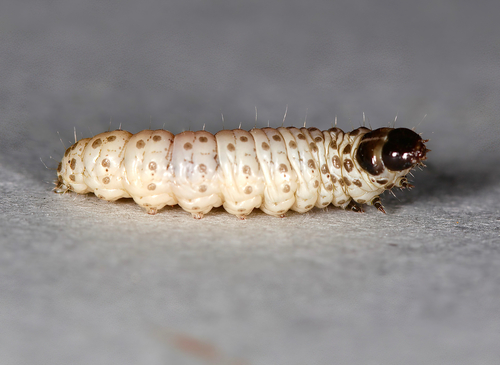 Tortricidae photographed on goldenrod