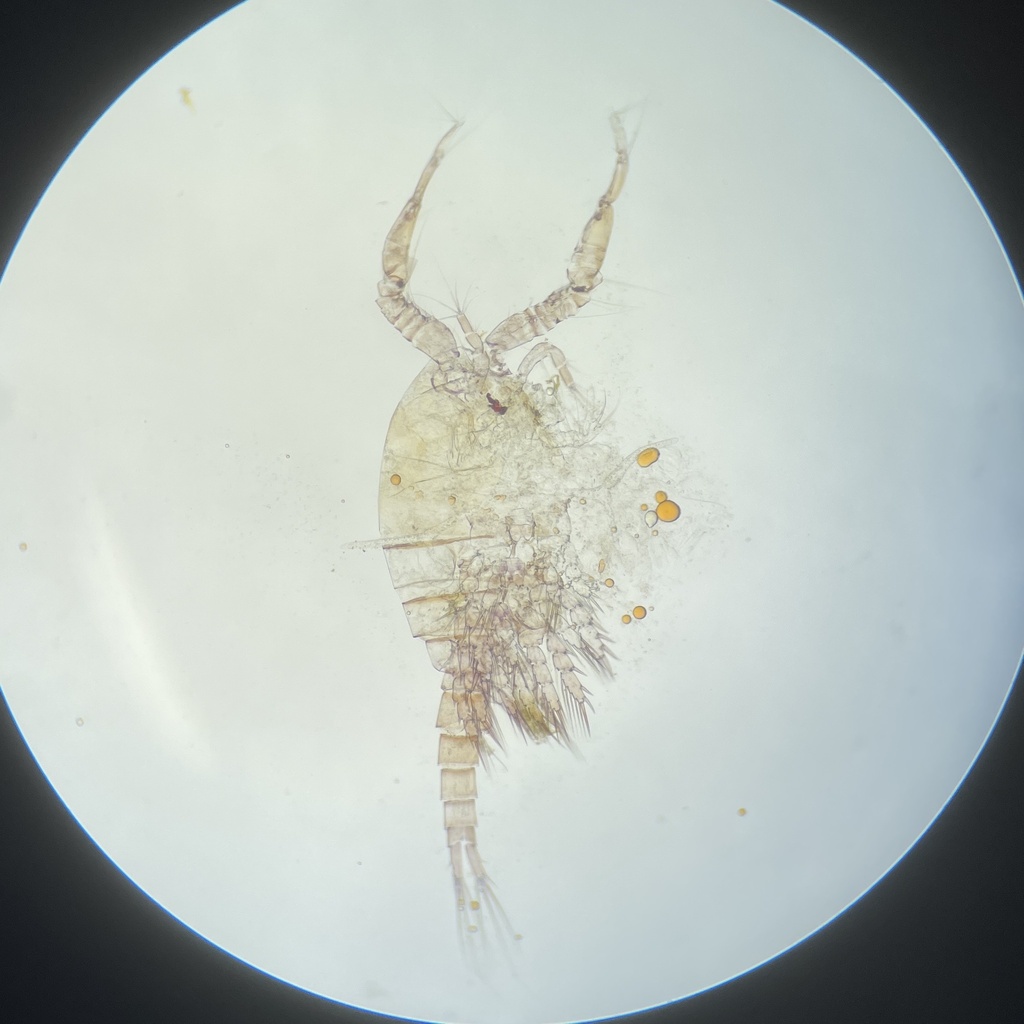 Orthocyclops modestus