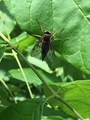 Chrysopilus andersoni