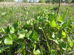 Sidalcea hendersonii