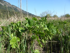 Sidalcea hendersonii