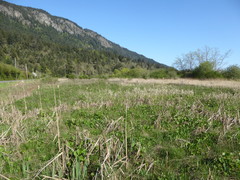Sidalcea hendersonii