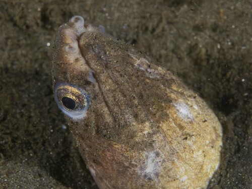 Charmed snake-eel (Ophichthus zophochir) — Ophichthidae