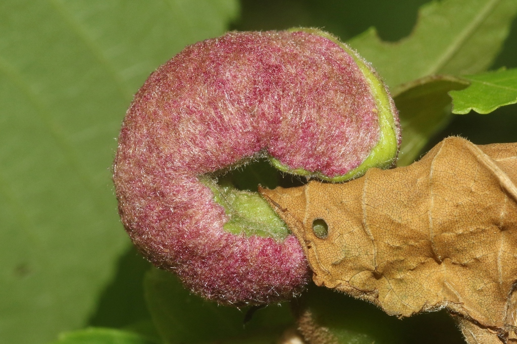 Black Walnut Petiole Gall Mite