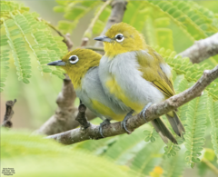 Everett's White-Eye photo 2