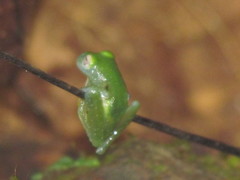 Teratohyla pulverata