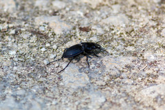 Pasimachus marginatus