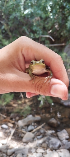 Avistamiento Ranita meridional