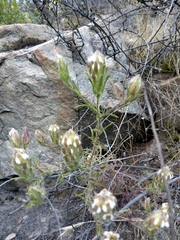 Pedicularideae