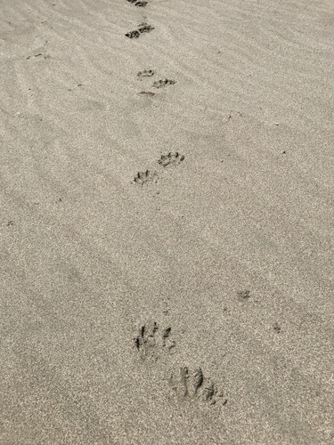 Raccoon Tracks – NatureTracking