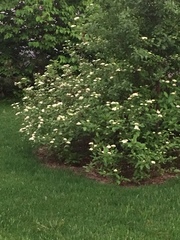 Viburnaceae