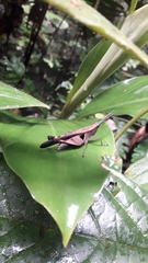 Xiphiola cyanoptera
