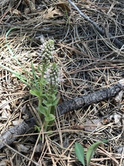 Veronica plantaginea