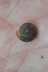 Euchemotrema fraternum