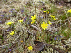 Crocidium multicaule