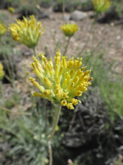 Hymenopappus filifolius nanus