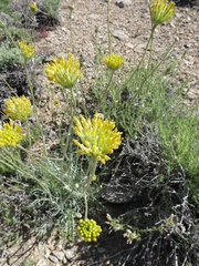 Hymenopappus filifolius nanus
