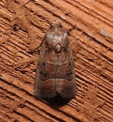 Elaphria fuscimacula