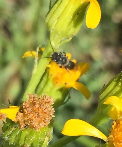 iNaturalist observation photo of Osmiini
