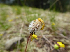 Crocidium multicaule