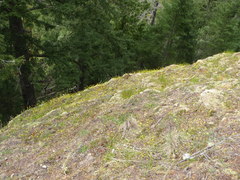 Crocidium multicaule