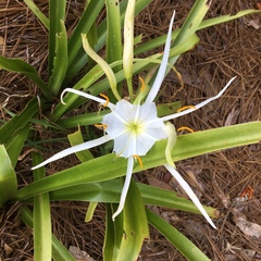 Hymenocallis liriosme