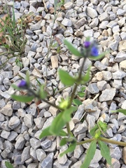Anchusa officinalis