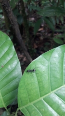 Gigantiops destructor