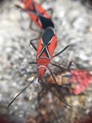 Dysdercus andreae
