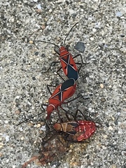 Dysdercus andreae