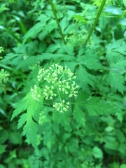 Thaspium chapmanii