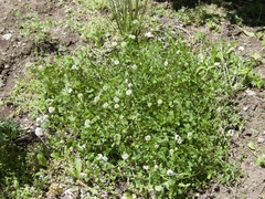 Trifolium repens