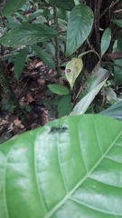 Gigantiops destructor