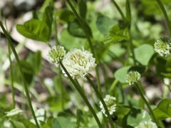 Trifolium repens